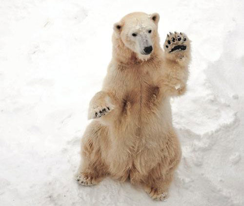Polar bears